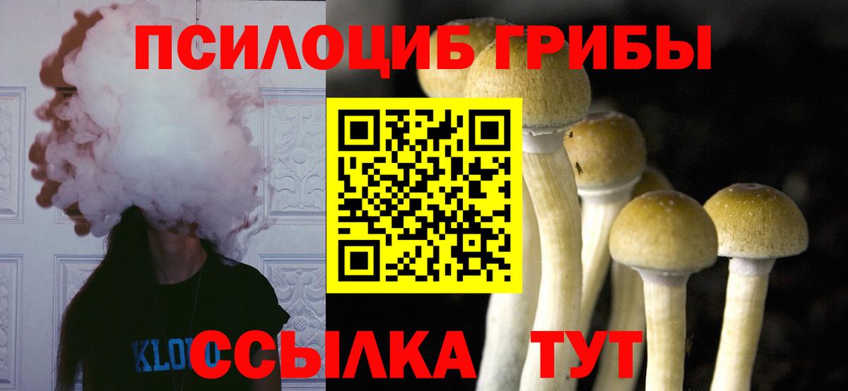 Псилоцибиновые грибы Psilocybe Бор